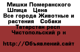 Мишки Померанского Шпица › Цена ­ 60 000 - Все города Животные и растения » Собаки   . Татарстан респ.,Чистопольский р-н